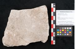 Foto (Objekt + Etikett) von Dictyopteris brongniarti Gutb. (NHMW-GEO-2024-0188-10768)